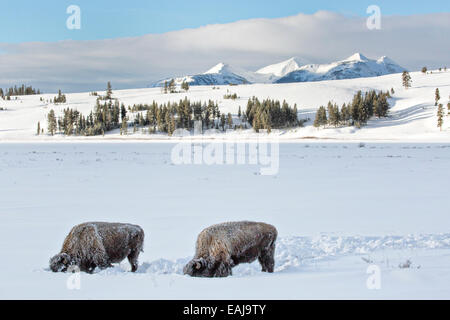 Couvert de neige des bisons paissent dans un champ couvert de neige à Yellowstone National Park le 31 janvier 2014 à Yellowstone, Wyoming. Banque D'Images