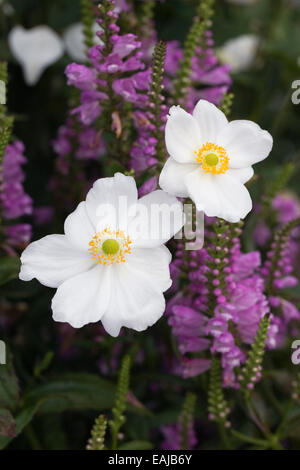 Anemone x hybrida 'Honorine Jobert'. Banque D'Images