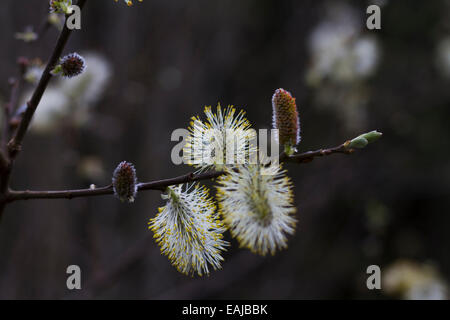 Chatons mâles mûrs de bouc saule (Salix caprea) Banque D'Images