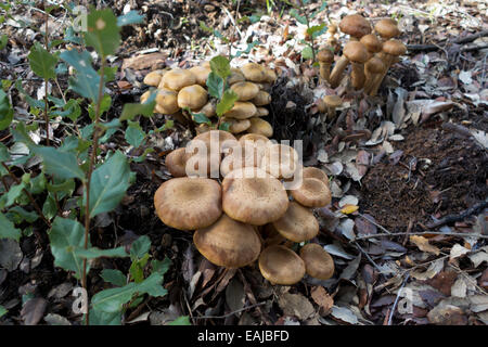 Le miel, champignon Armillaria mellea sur tronc d'arbre mort dans une forêt dans le sud de l'Espagne. Banque D'Images