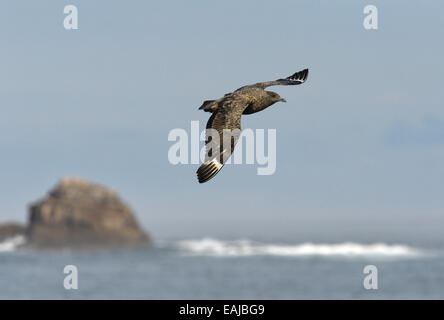 Grand Labbe Stercorarius skua - Banque D'Images