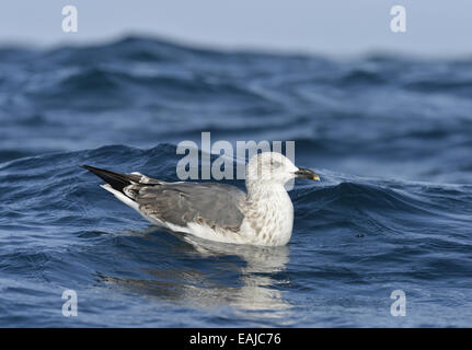 Moindre Goéland marin - Larus fuscus - 2e hiver Banque D'Images