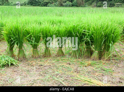 Saison de plantation des plants de riz vert, agricole agriculteur. Banque D'Images