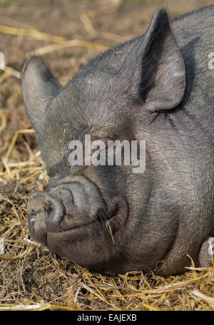 Un gros cochon noir, dormir sur un tas de paille jaune au cours de la journée Banque D'Images