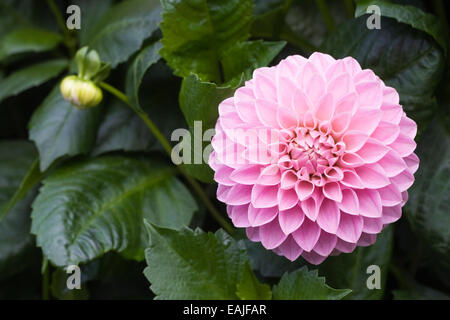 Dahlia Oakwood 'Marian S' fleur poussant dans une frontière. Banque D'Images