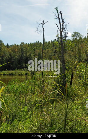 Paysage du lac d'été. Boggy côte. Banque D'Images