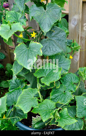 Organic concombre (Cucumis sativus) - Usine arketmore «' variété à fleurs jardin Banque D'Images