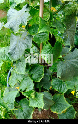 Organic concombre (Cucumis sativus) - Usine arketmore «' variété à fleurs jardin Banque D'Images