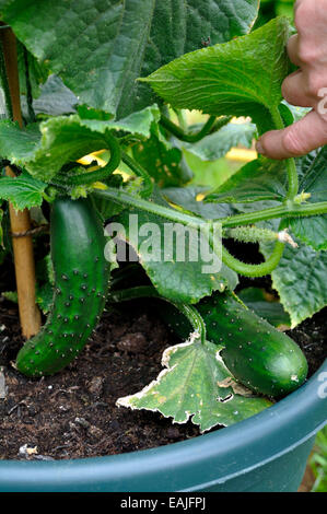 Les concombres bio (Cucumis sativus) arketmore «' variété prêts à prendre d'un plant in garden Banque D'Images