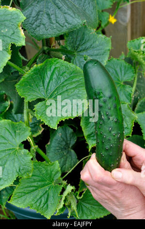 Organic concombre (Cucumis sativus) arketmore «' variété de plantes cueillies dans le jardin Banque D'Images