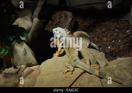 Iguane vert sur une pierre avec lumineuse sur la tête Banque D'Images
