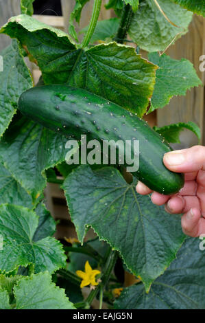 Organic concombre (Cucumis sativus) arketmore «' variété de plantes cueillies dans le jardin Banque D'Images