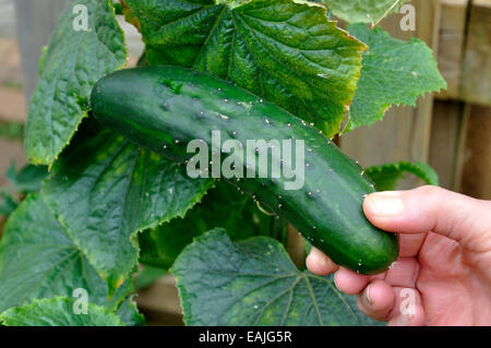 Organic concombre (Cucumis sativus) arketmore «' variété de plantes cueillies dans le jardin Banque D'Images