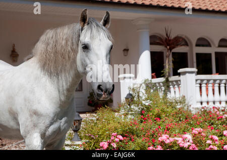 Un cheval blanc andalousie se tient devant une ferme, dans le jardin Banque D'Images