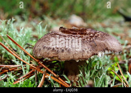 Faire revenir les champignons dans la forêt en croissance sarcodon Banque D'Images