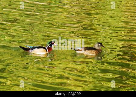 Paire de canards en bois en vagues. Banque D'Images