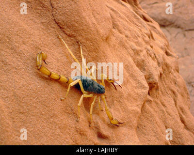 Un désert géant scorpion velu dans Arches National Park près de Moab, Utah. Banque D'Images