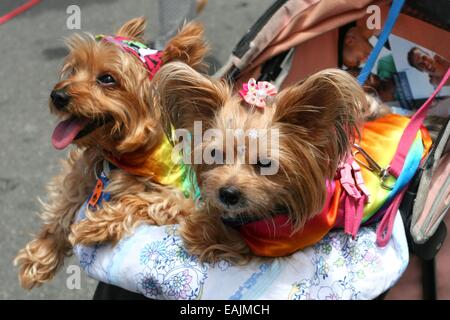 Rio de Janeiro, Brésil. Le 16 novembre, 2014. Deux chiens en costumes colorés à la 19e Marche des Fiertés LGBT de Rio. La plage de Copacabana, Rio de Janeiro, Brésil. 16 novembre 2014. Crédit : Maria Adelaide Silva/Alamy Live News Banque D'Images