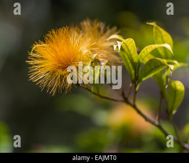 Fleur orange de l'ohia lehua arbre Banque D'Images