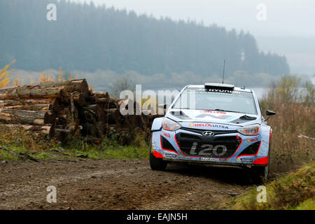 Cerrigydrudion, au Pays de Galles. 16 Nov, 2014. FIA World Rally Championship, Wales Rally GB. Thierry Neuville et Nicolas Gilsoul de Belgique la concurrence dans le sport automobile Hyundai i20 WRC au cours de l'étape 2 jour sur Alwen quatre. Credit : Action Plus Sport/Alamy Live News Banque D'Images