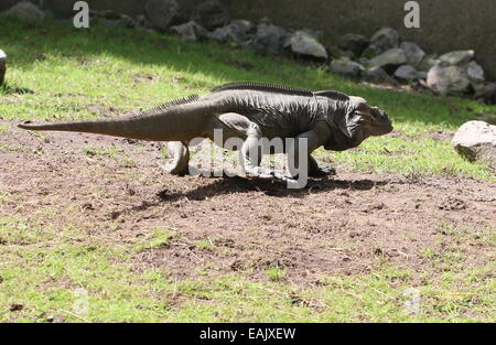 Iguane rhinocéros des Caraïbes (Cyclura cornuta) balade Banque D'Images