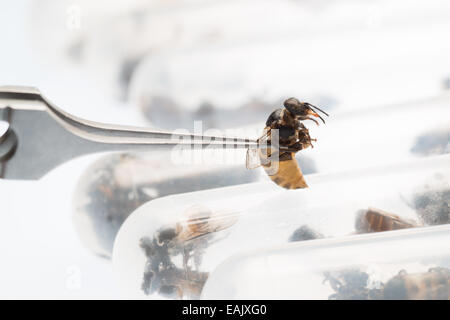 La recherche en sciences de l'abeille. Banque D'Images