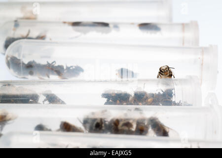 La recherche en sciences de l'abeille. Banque D'Images