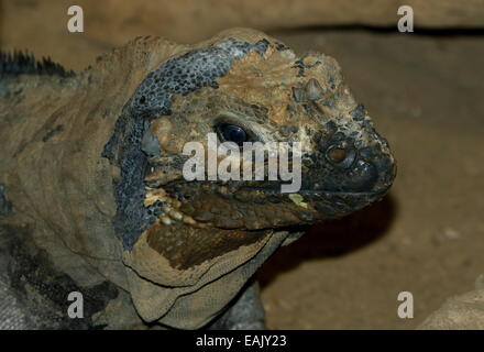 Gros plan de la tête d'un iguane rhinocéros des Caraïbes (Cyclura cornuta) Banque D'Images