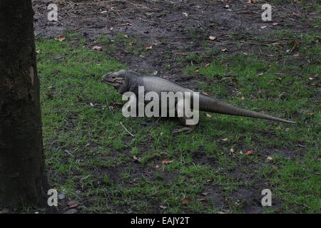 Iguane rhinocéros des Caraïbes (Cyclura cornuta) marchant lentement Banque D'Images