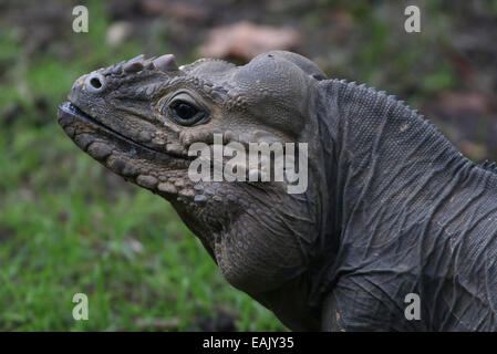 Gros plan de la tête d'un iguane rhinocéros des Caraïbes (Cyclura cornuta) Banque D'Images