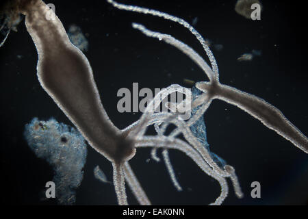 Hydra, light micrograph, dans le sud de la Chine. Banque D'Images