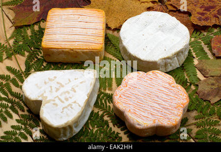 Différents fromages français placé sur à table en bois avec les feuilles d'automne Banque D'Images