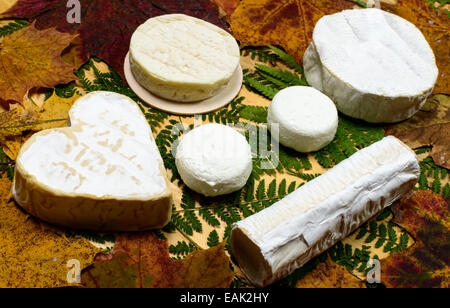 Différents fromages français placé sur à table en bois avec les feuilles d'automne Banque D'Images