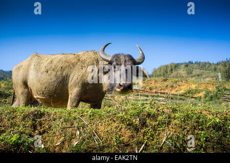 Village Culturel de Catcat près de Sapa, Vietnam Banque D'Images
