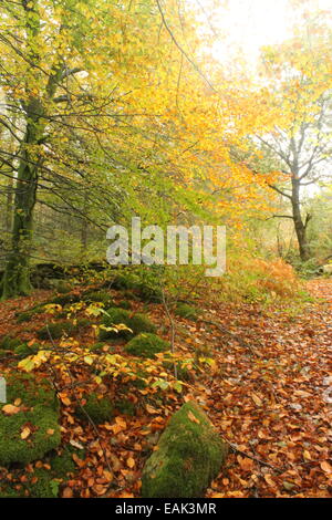 Les hêtres en automne, la vallée Lledr près de Plage de Prestatyn, Parc National de Snowdonia, le Nord du Pays de Galles, Royaume-Uni Banque D'Images