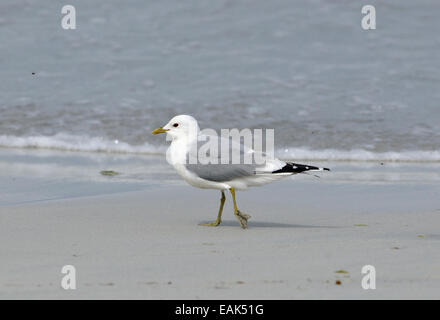 Goéland cendré - Larus canus sur la plage de sable de shell Banque D'Images