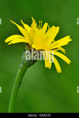 L'oreille du chat commun - Hypochaeris radicata fleur composite jaune Banque D'Images