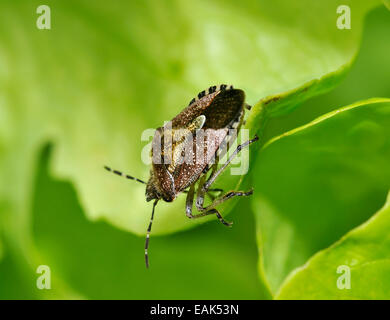 Hairy Shieldbug ou Prunelle - Dolycoris baccarum Bug Banque D'Images