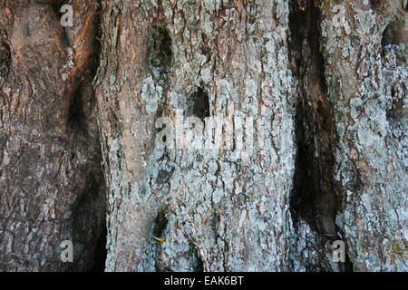 Vieil Olivier Texture écorce Banque D'Images