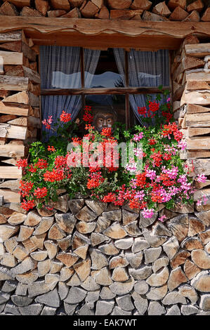 Blossoming géranium ou Pélargonium Pelargonium (spec.) devant une fenêtre entourée de bois empilé, Werdenfelser Land Banque D'Images