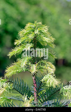 Le pin Wollemi (Wollemia nobilis), originaire de l'Australie, en Rhénanie du Nord-Westphalie, Allemagne Banque D'Images