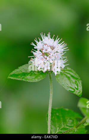 Menthe aquatique (Mentha aquatica), fleur, Rhénanie du Nord-Westphalie, Allemagne Banque D'Images