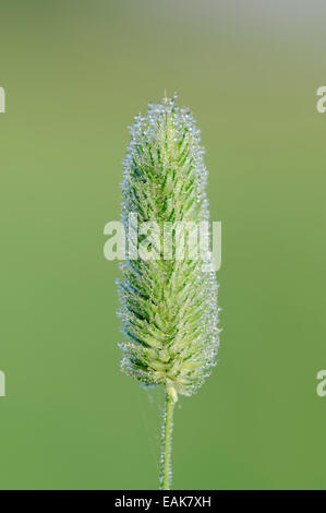 Timothy-grass prairie ou d'une queue de chat (Phleum pratense), inflorescence, Rhénanie du Nord-Westphalie, Allemagne Banque D'Images