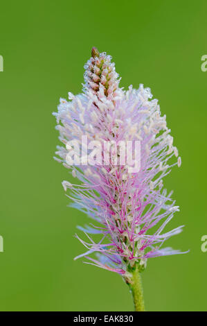 Hoary plantain (Plantago media), la floraison, Bavière, Allemagne Banque D'Images