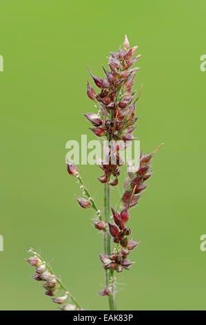 Le Millet de basse-cour ou Cockspur (Echinochloa crus-galli), graines, Rhénanie du Nord-Westphalie, Allemagne Banque D'Images