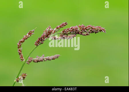 Le Millet de basse-cour ou Cockspur (Echinochloa crus-galli), graines, Rhénanie du Nord-Westphalie, Allemagne Banque D'Images