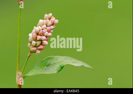 Repéré la renouée persicaire, Jesusplant ou Chevalier arlequin (Persicaria maculosa, persicaria Polygonum persicaria, maculata) Banque D'Images