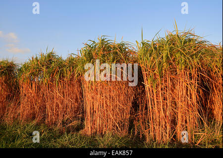 L'herbe d'argent chinois géant (Miscanthus floridulus), Nordrhein-Westfalen, Allemagne Banque D'Images