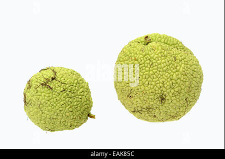 Osage Orange, Pomme, couverture Bodark ou Bodock (Maclura pomifera), fruits, natif de la sud des États-Unis Banque D'Images