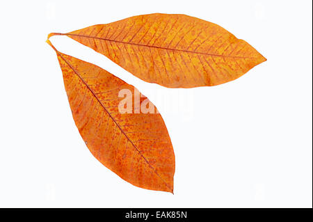 Schirmmagnolie (Magnolia tripetala), les feuilles d'automne, décoloré, en Amérique du Nord ; Banque D'Images